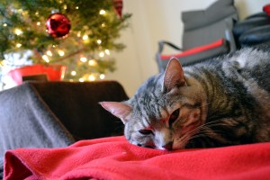 No. Seriously. She never left the tree.