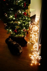 After getting over her initial hesitation, Bluebell fell in love with the tree and never left its side.