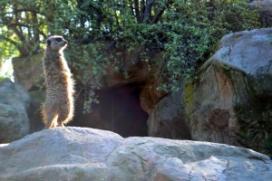 The zoo. Where Meerkats stand with pride.